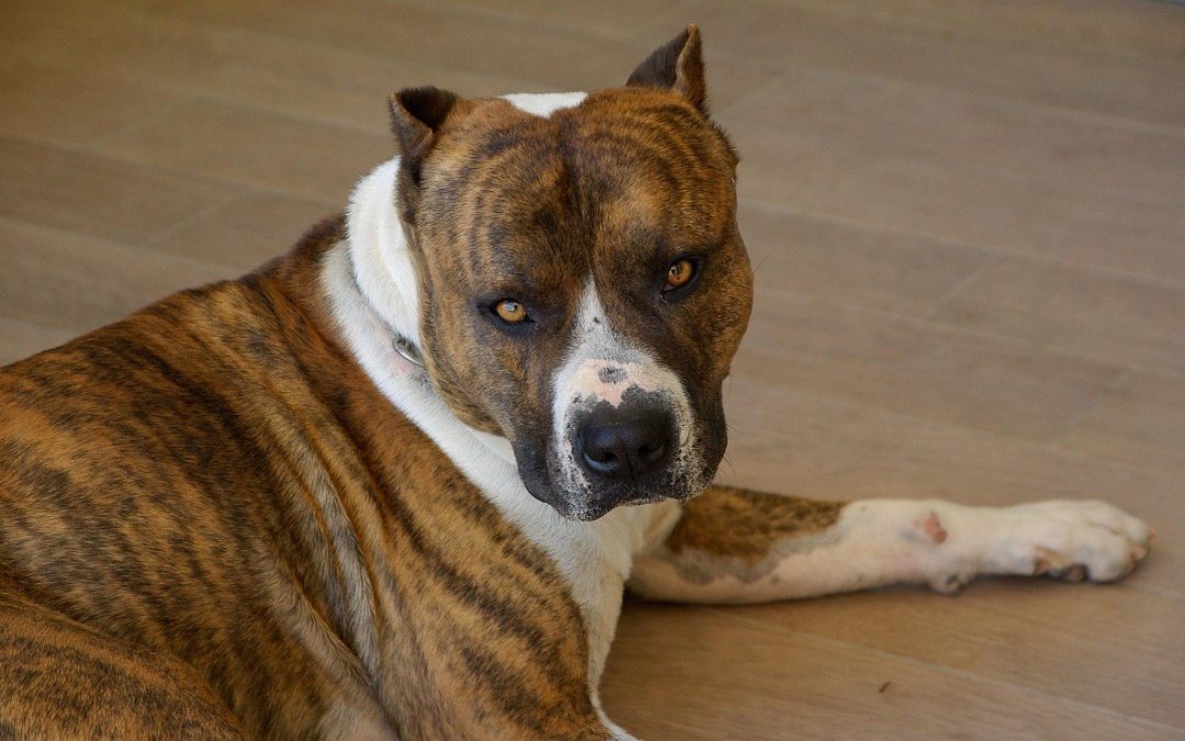 Pas pažljivo gleda svog vlasnika, reflektujući njegovu emociju.