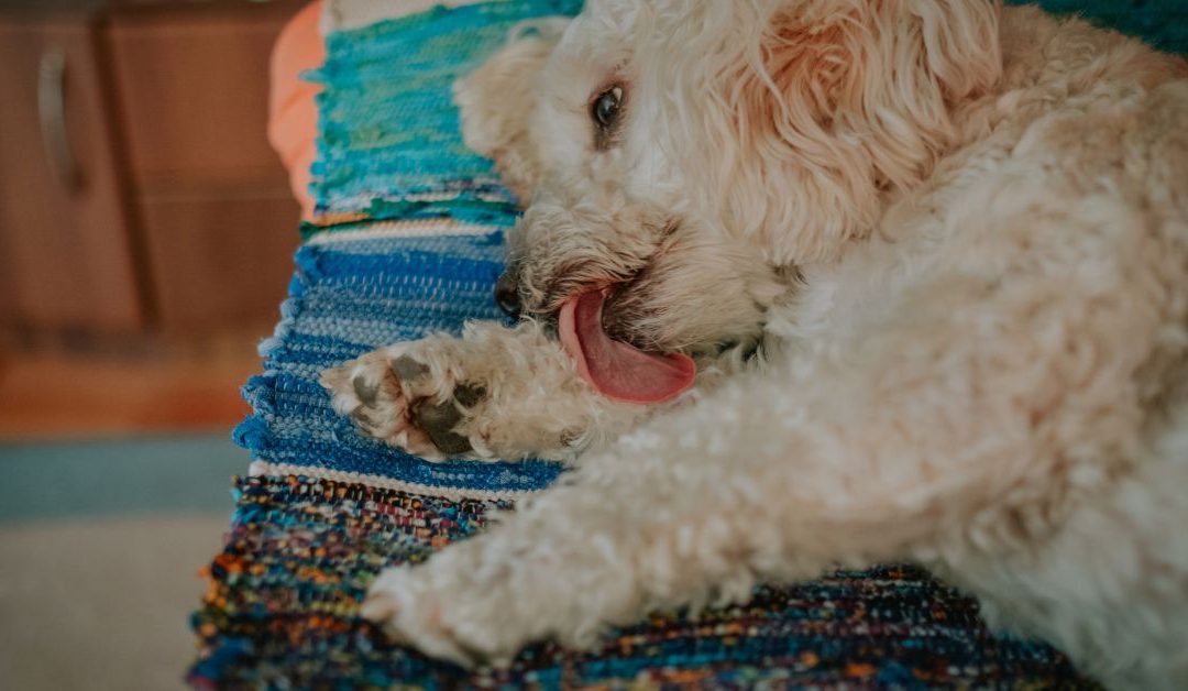 Zašto pas grize šape ili nokte? Istina koju ne vidimo