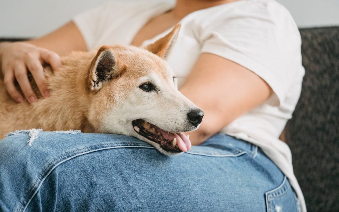 Poređenje psa i vuka u prirodi