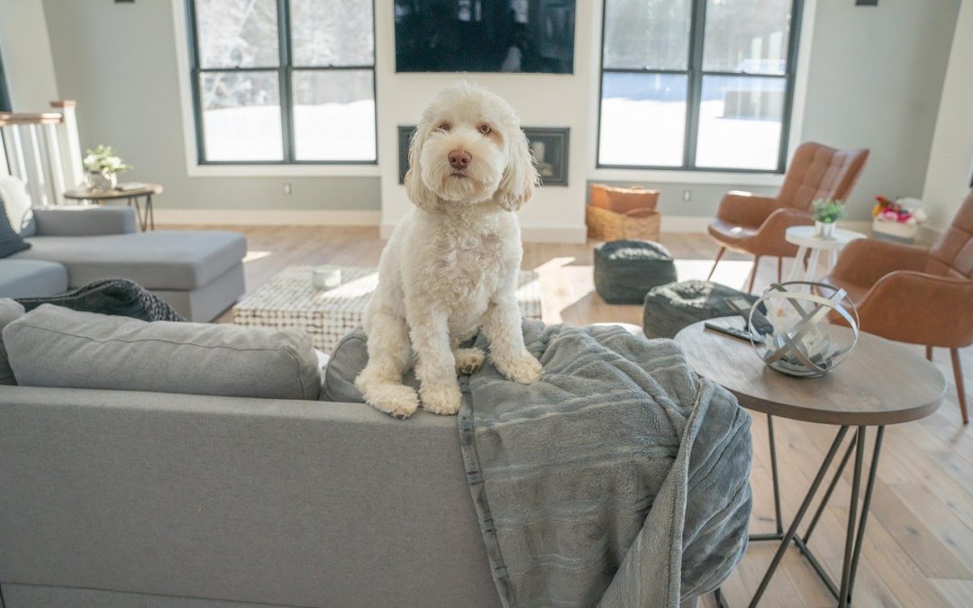 Pas i samoća – pas istražuje prostor dok je sam