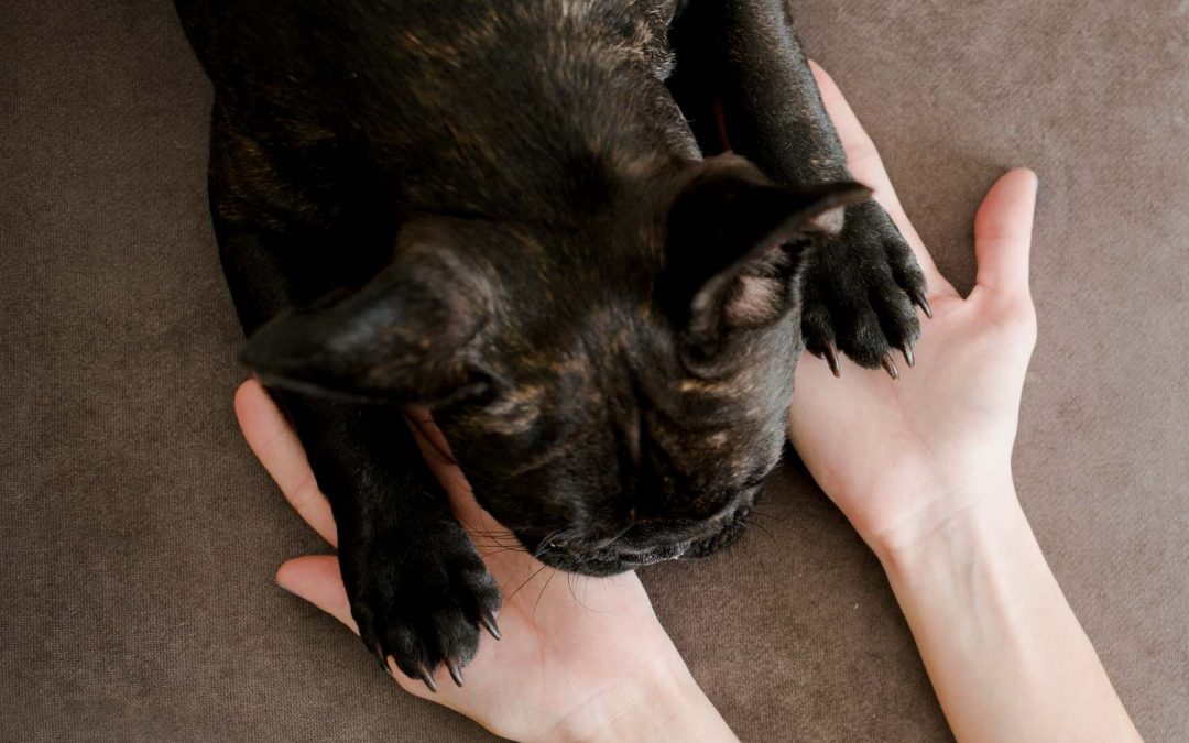 Šape pasa: Kako pravilno mazati šape zimi i leti