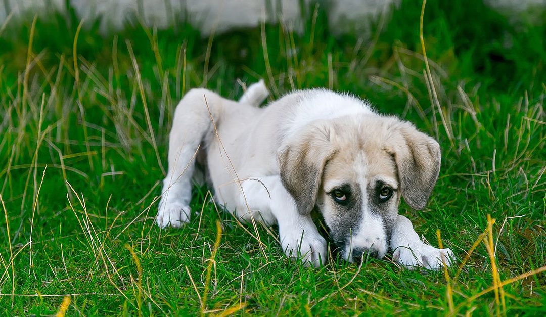 Potaž od šargarepe kao prirodni lek za proliv kod pasa