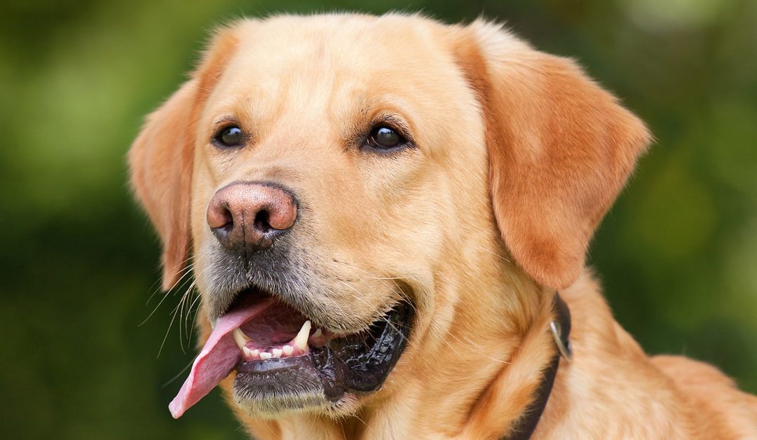 Zlatna pasta za pse: Prirodni recept za zdravlje vašeg ljubimca