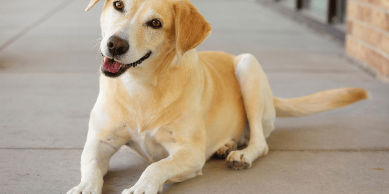 Misteriozni i strastveni, psi Škorpije su vrlo privrženi i ponekad posesivni. 
