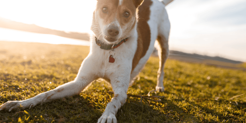 Probiotik za pse – ispravan izbor za zdravlje ljubimca