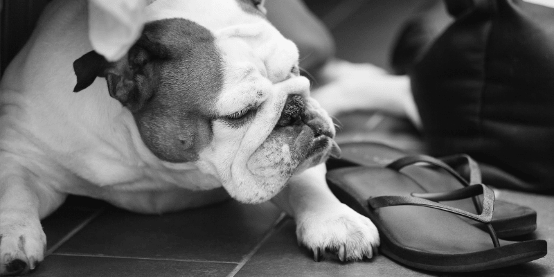 Pas mirno leži dok vlasnik obuva cipele za izlazak