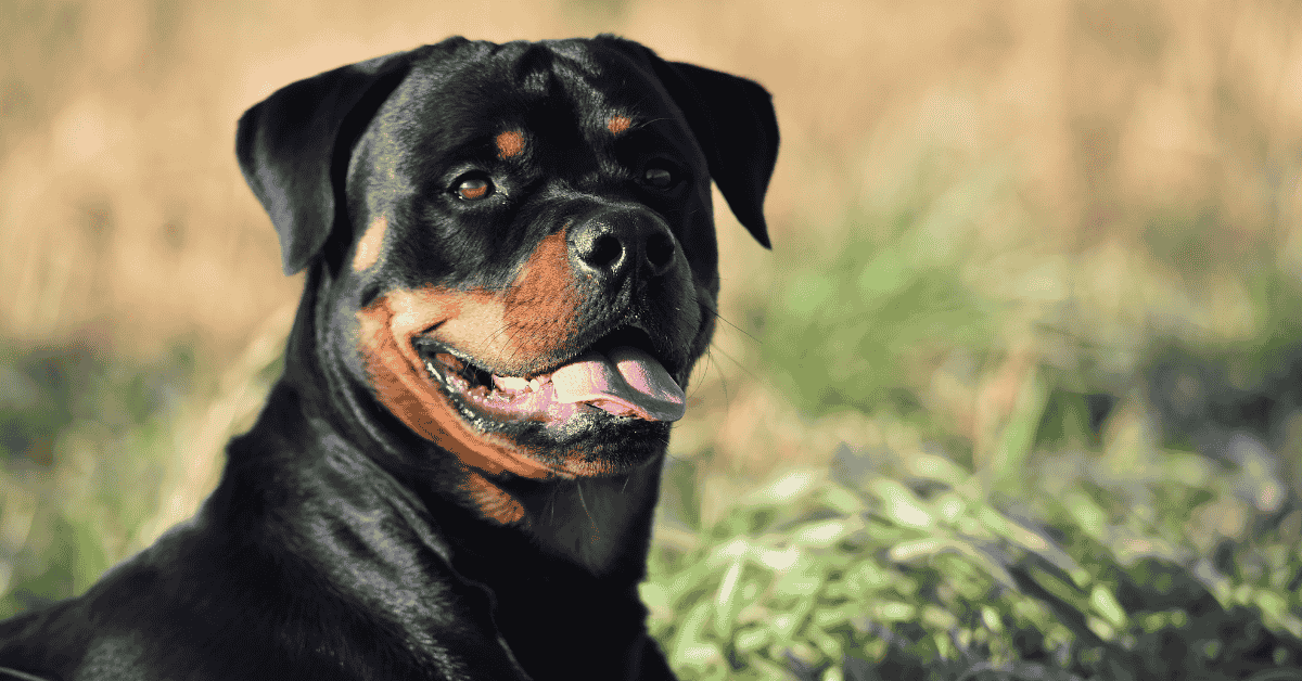 Koliko hrane dnevno pas treba da jede