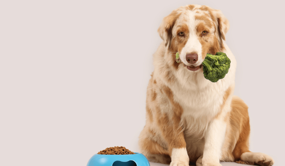 Brokoli u ishrani pasa: Pređite zdravo sa granula na kuvanu hranu