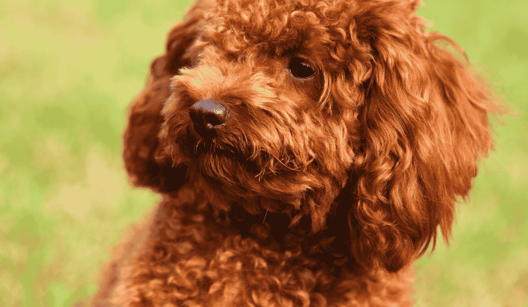 Crvena pudla sa sjajnom dlakom u prirodi