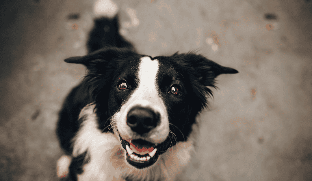 Horoskop za pse: Otkrijte karakter svog ljubimca