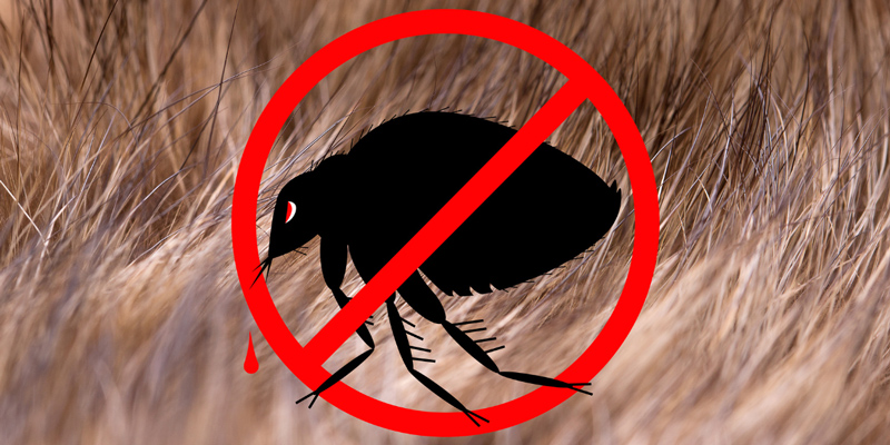 Krzno psa sa precrtanom buvom kao simbol zaštite od parazita