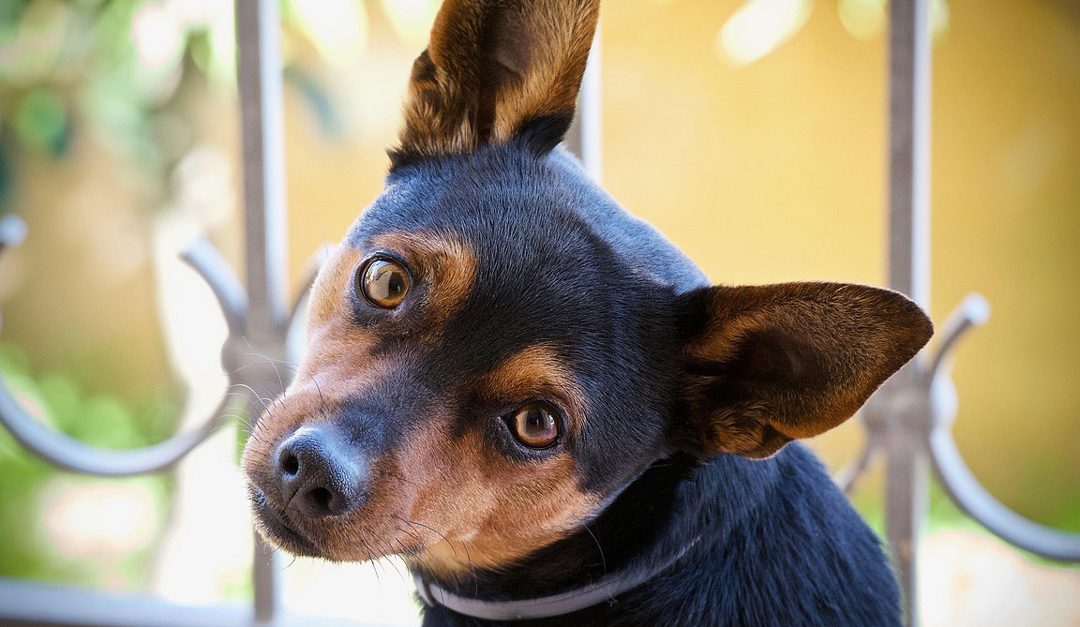 Pas sa bebastim izgledom gleda u kameru i aktivira roditeljski instinkt