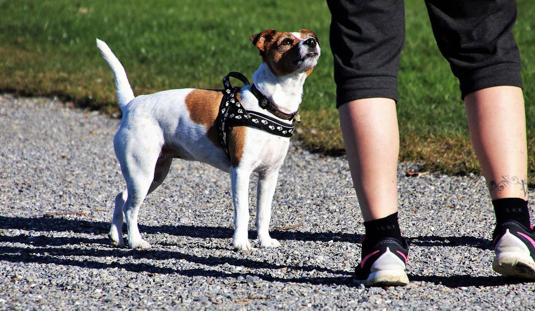 Pas i čovek šetaju zajedno, simbolizujući poverenje, međusobnu povezanost i jedinstvenu zajednicu.