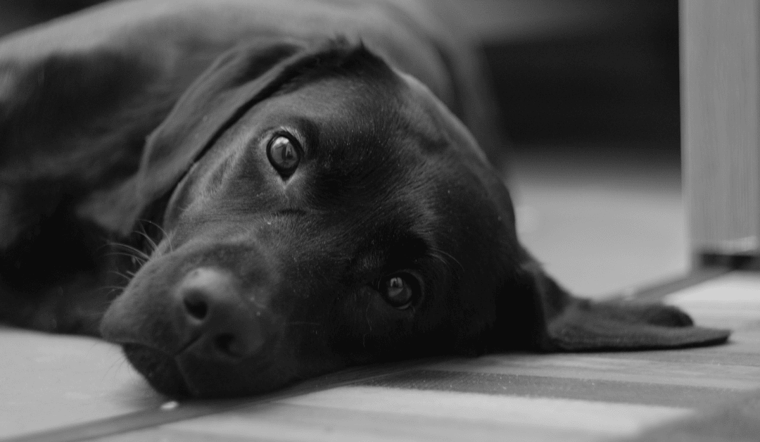 Kako podneti smrt psa: Način da bol postane ljubav