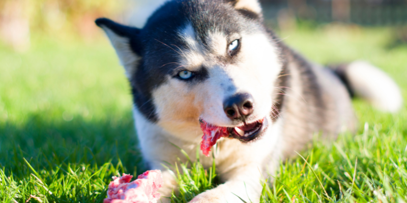 Pas jede kost uz pomoć snažne želudačne kiseline