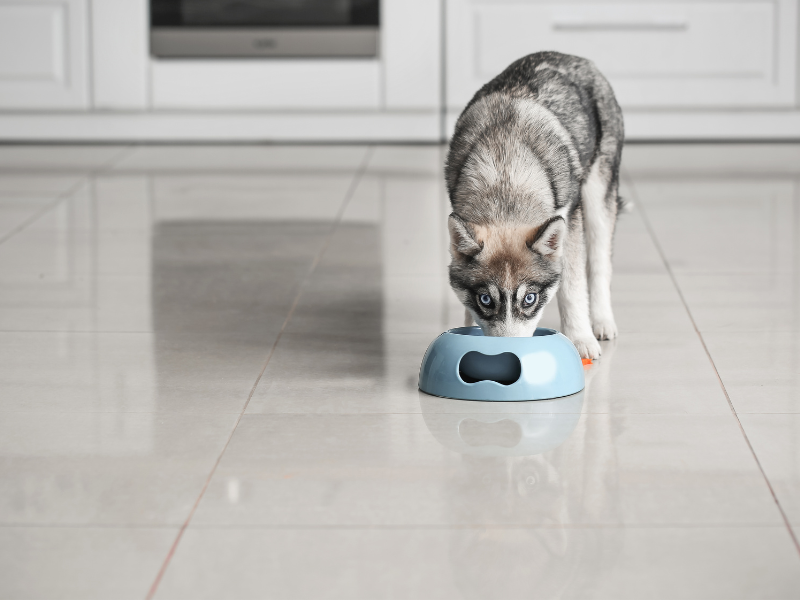 Pas jede prirodni recept za ublažavanje alergija