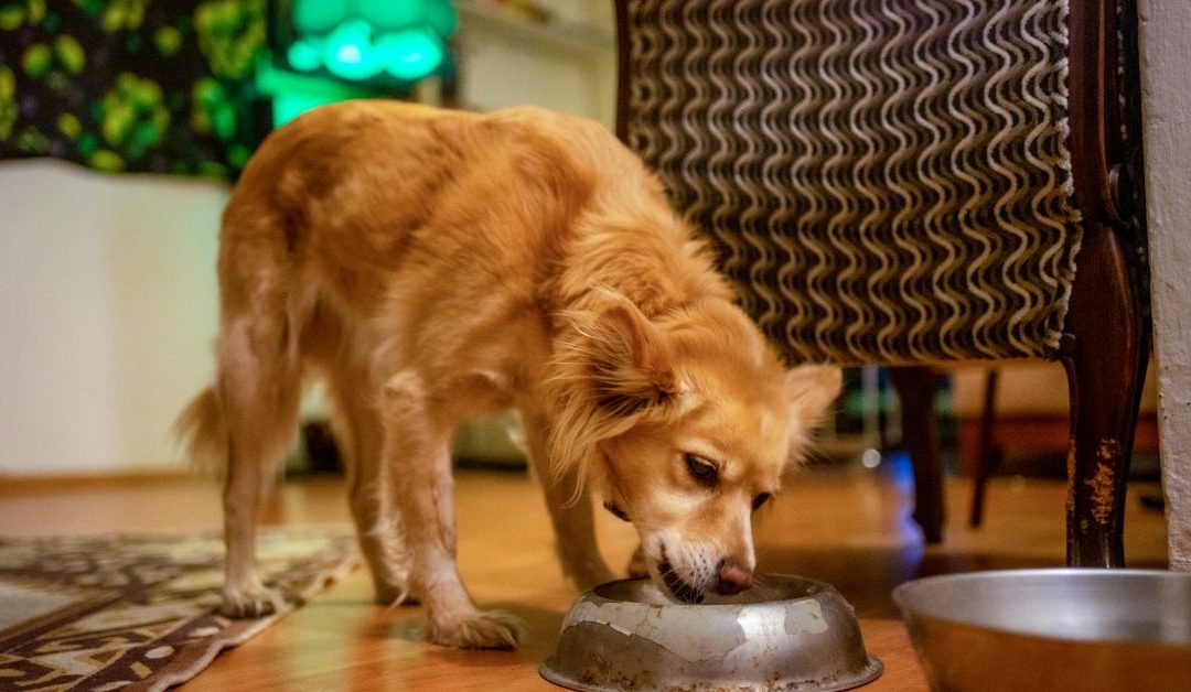 Pas jede kvalitetnu hranu iz posude za zdrav želudac