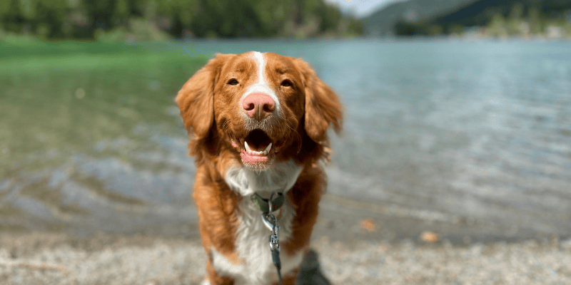 Narav psa - Ovan- horoskop