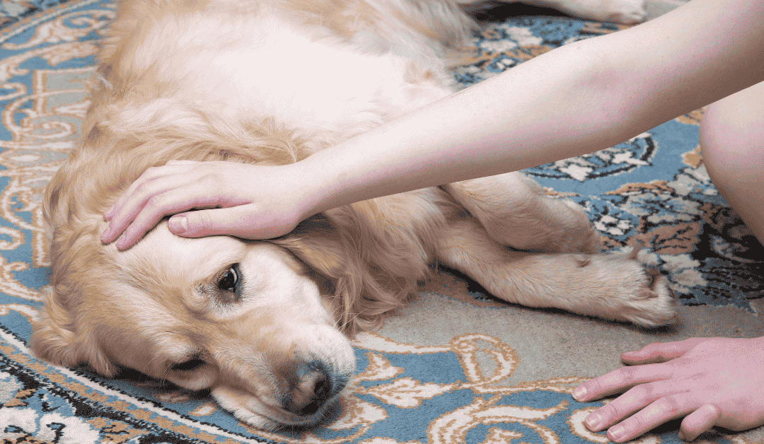 Lažna trudnoća kod pasa odmor