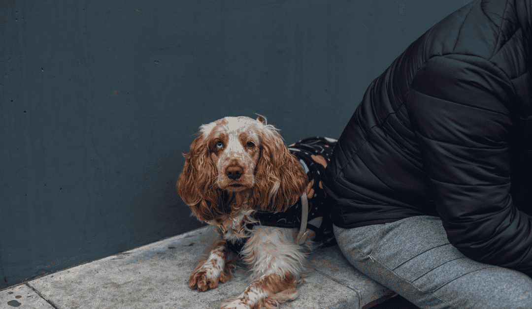 Pas koji tužan leži iza vlasnika