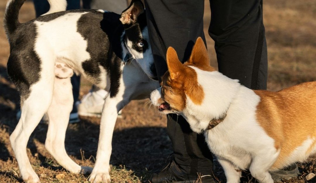 Zašto pas sve liže i napada: Uzroci i rešenja problema u ponašanju