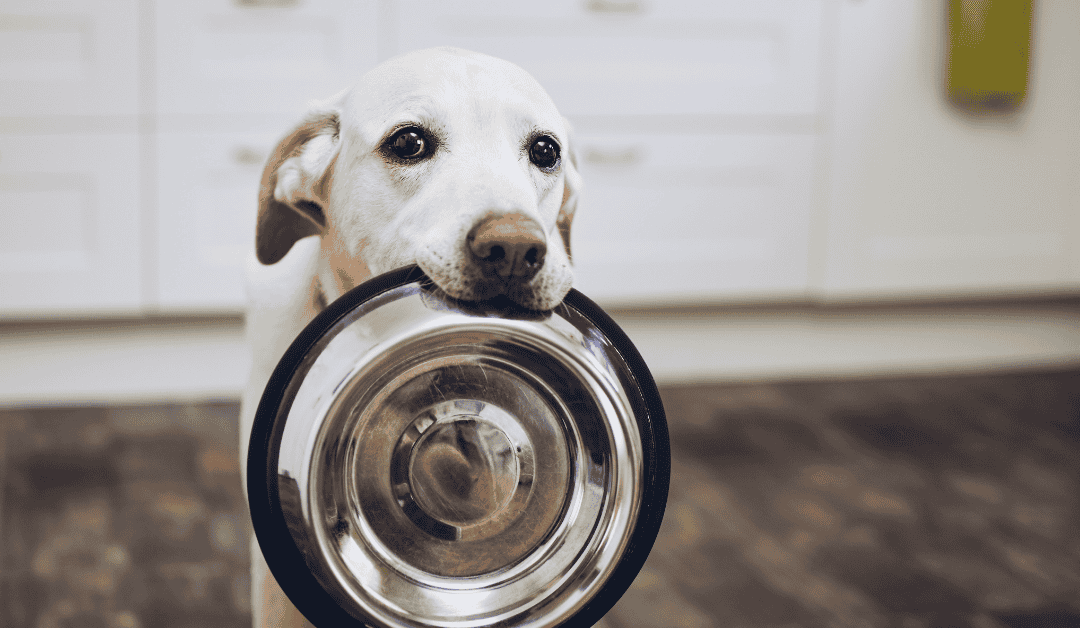 Pas odbija hranu iz metalne činije