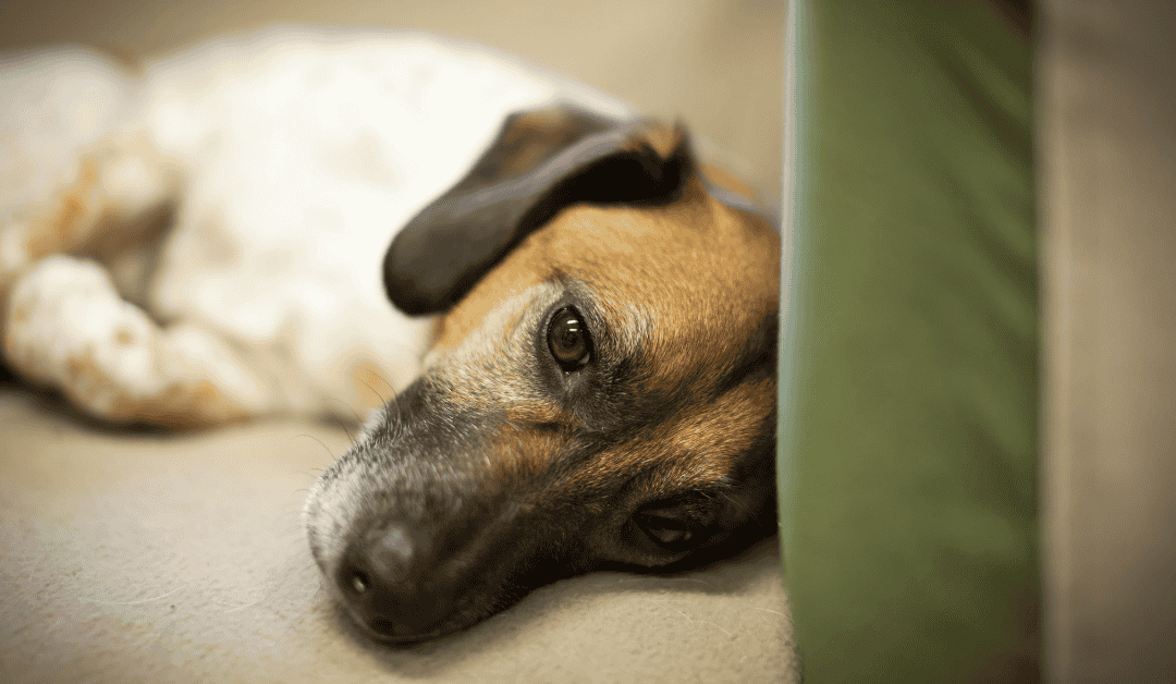 Pas posmatra vlasnike tokom njihove svađe