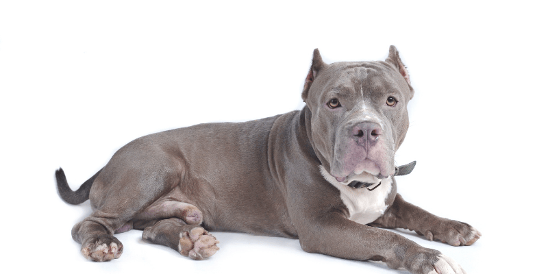 Pas mirno leži u kući dok vlasnik radi