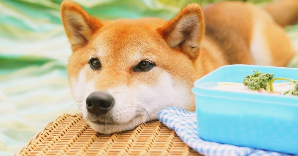 pas pored kutije fermentisanog povrća