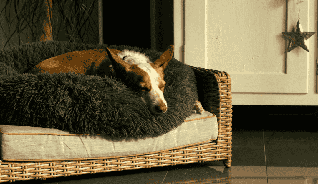 Vlasnik izlazi iz kuće bez kontakta očima sa psom