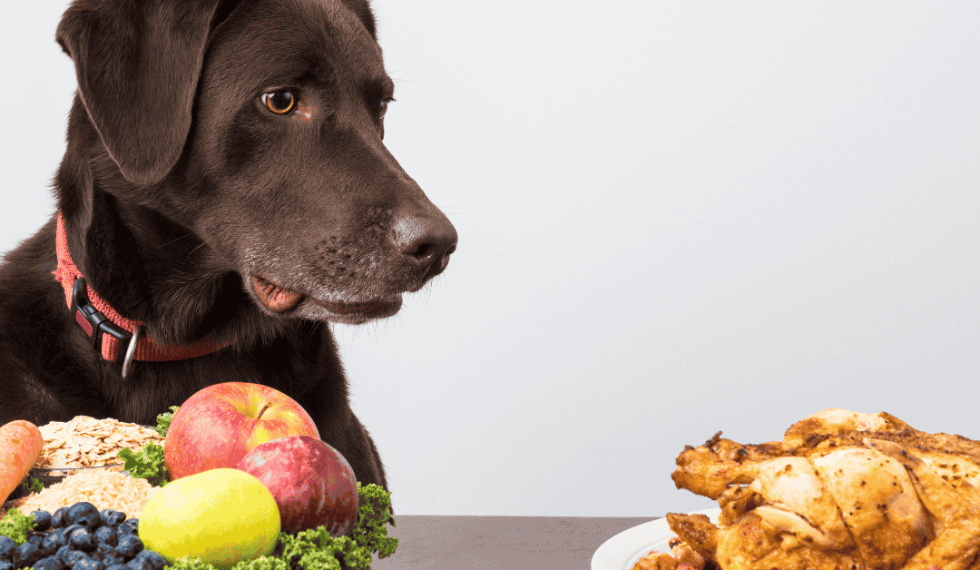 Priprema hrane za psa kod kuće