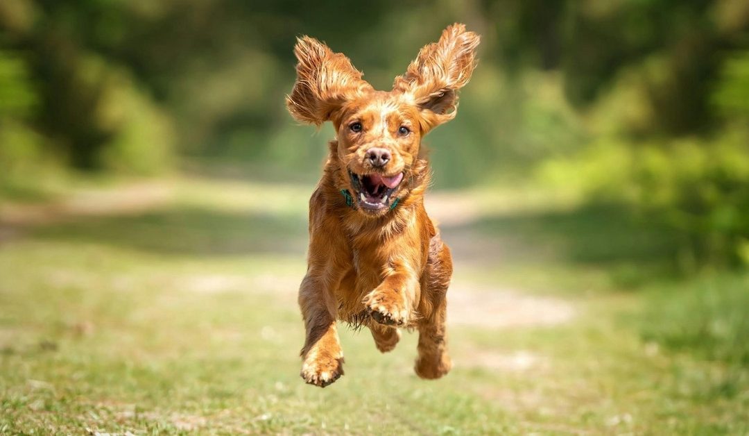 Pas u prirodi, zdrav i bez stresa – simbol očuvanja zdravlja psa