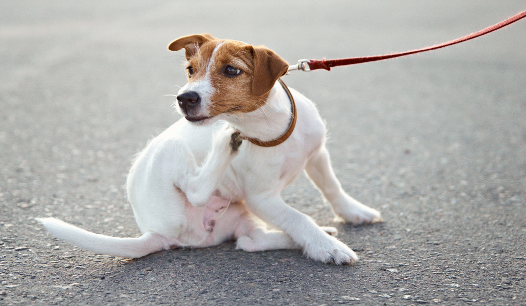 Pas se češe tokom šetnje zbog buva ili krpelja
