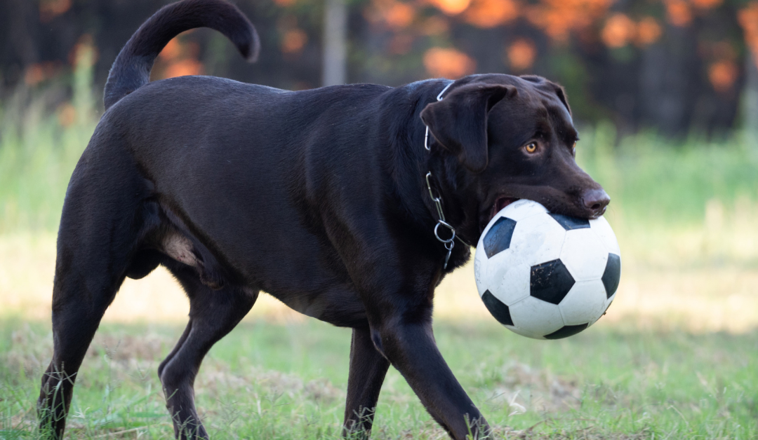 Pas se igra loptom u sigurnom dvorištu umesto u parkiću