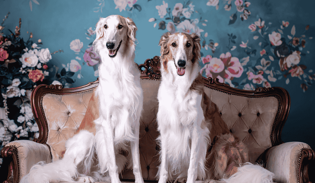 Kako smiriti psa kada dolaze gosti?