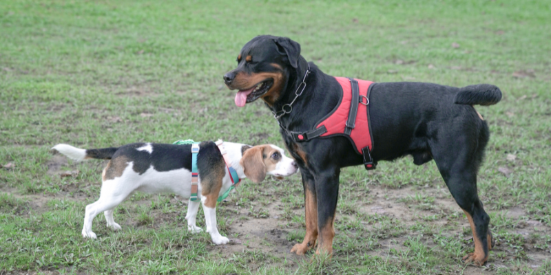 Pas pod stresom u parkiću za pse