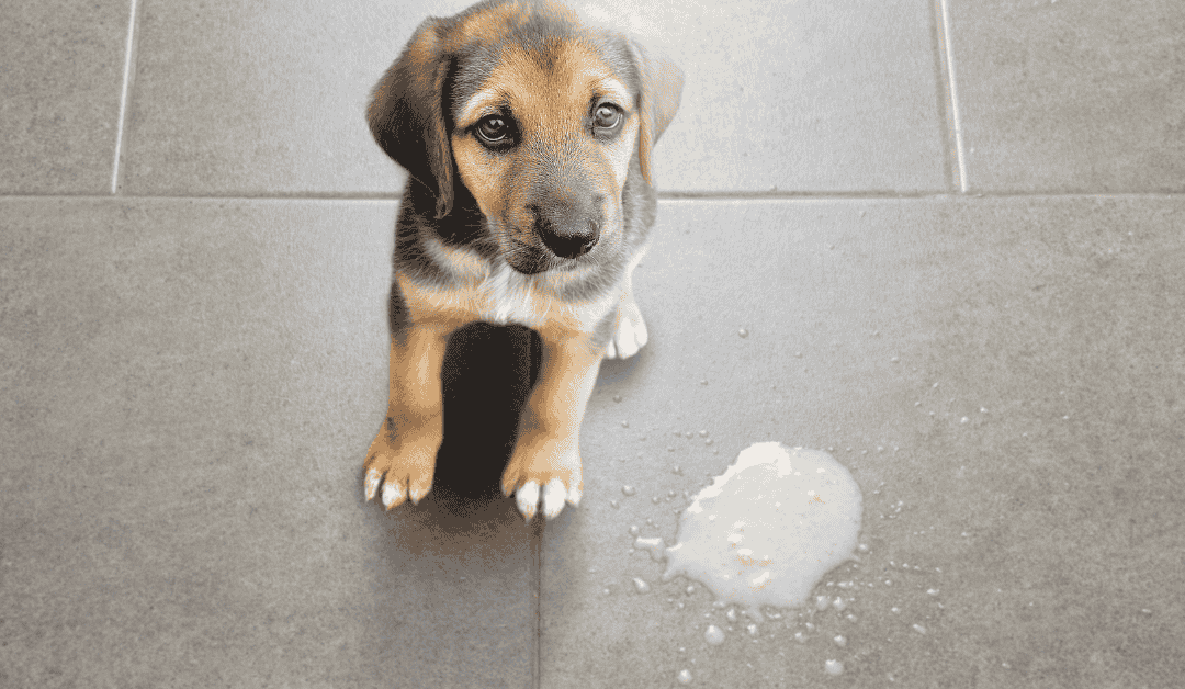 Pas ujutru povraća belu penu