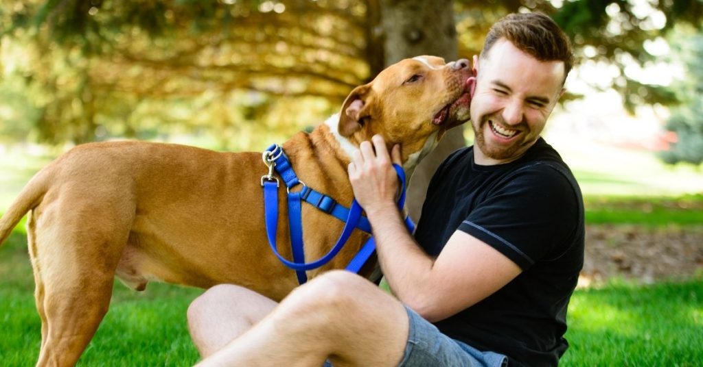 Pitbull kao nežan i privržen pas uz odgovornog vlasnika