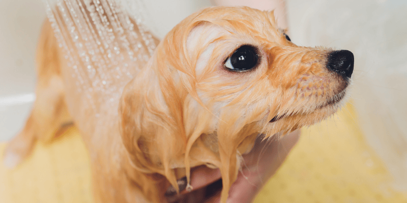 Veterinar ili grumer pomažu pri pražnjenju analnih žlezda