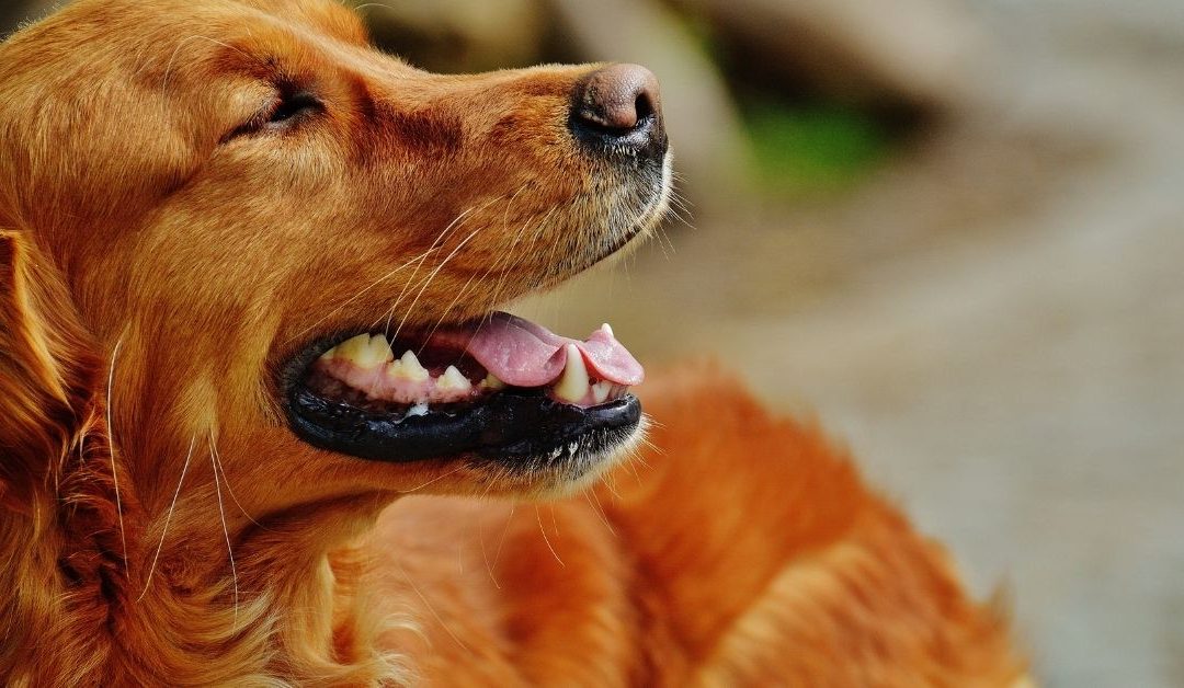 Zdrav pas - domaći prebiotski suvi dodatak za pse