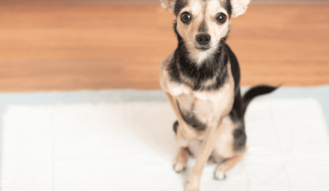 Štene uči da piški na pelenici u stanu