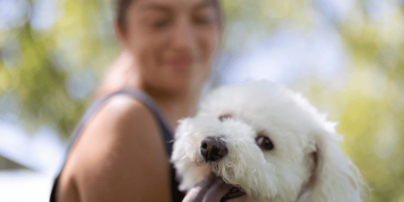 Vlasnik posmatra psa koji liže njušku