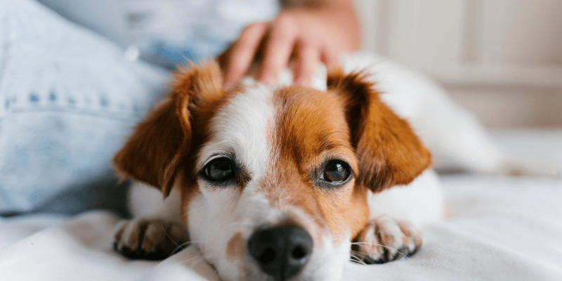 Vlasnik i pas u harmoničnom odnosu