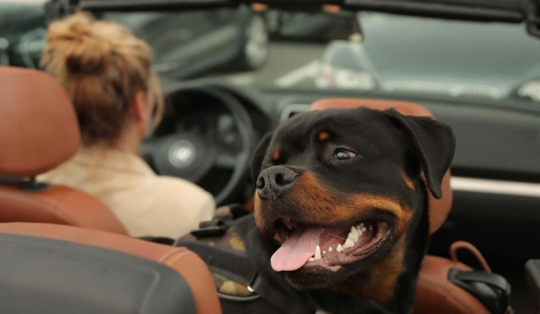 Vlasnik i pas u autu - poverenje i prvrženost