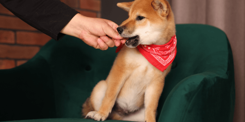 Nagrađivanje šteneta za korišćenje pelenice