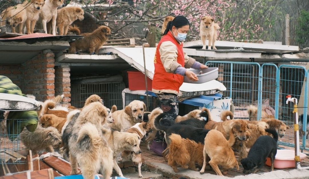 Volonter pruža hranu psu u azilu