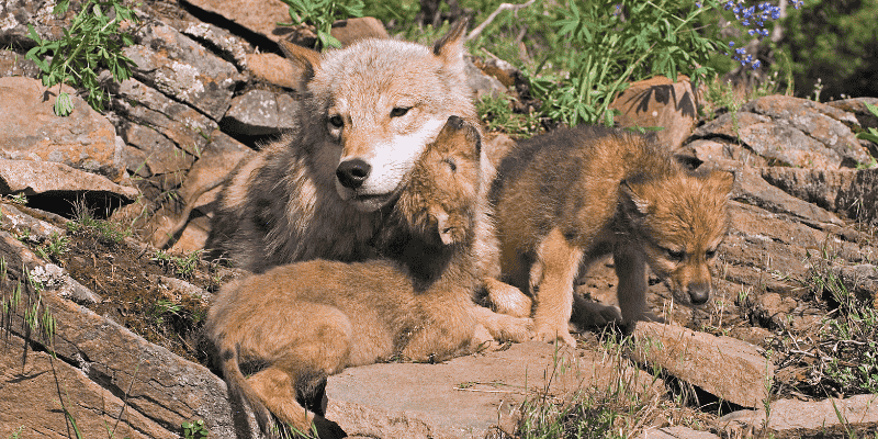 Vučica i lažna trudnoća kod pasa poreklo