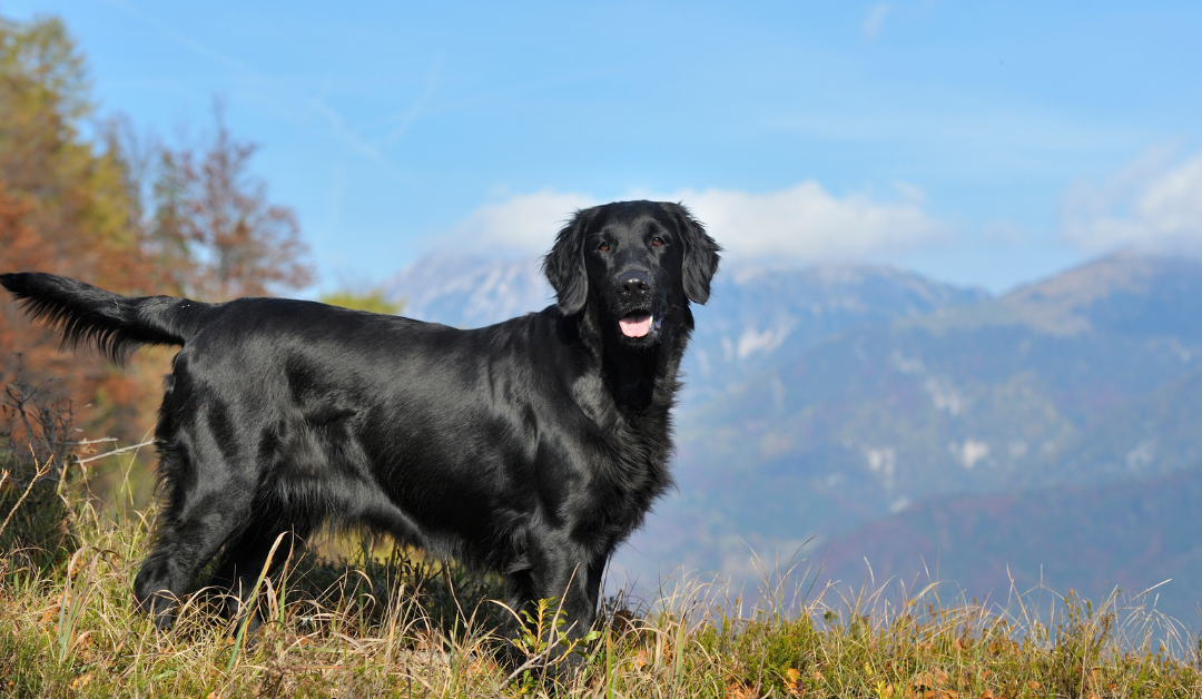 Zdrav pas bez simptoma alergija nakon prirodnog recepta