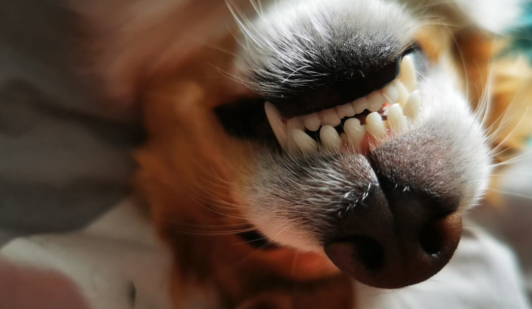 Svež dah i zdrave desni pasa – prirodni recept