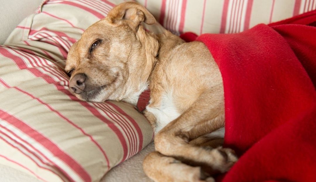 Bolestan pas zaražen Đarđijom leži i deluje umorno